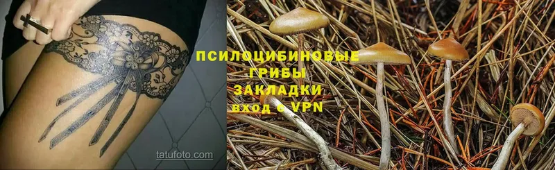 Псилоцибиновые грибы Psilocybe  MEGA ссылка  Курлово 